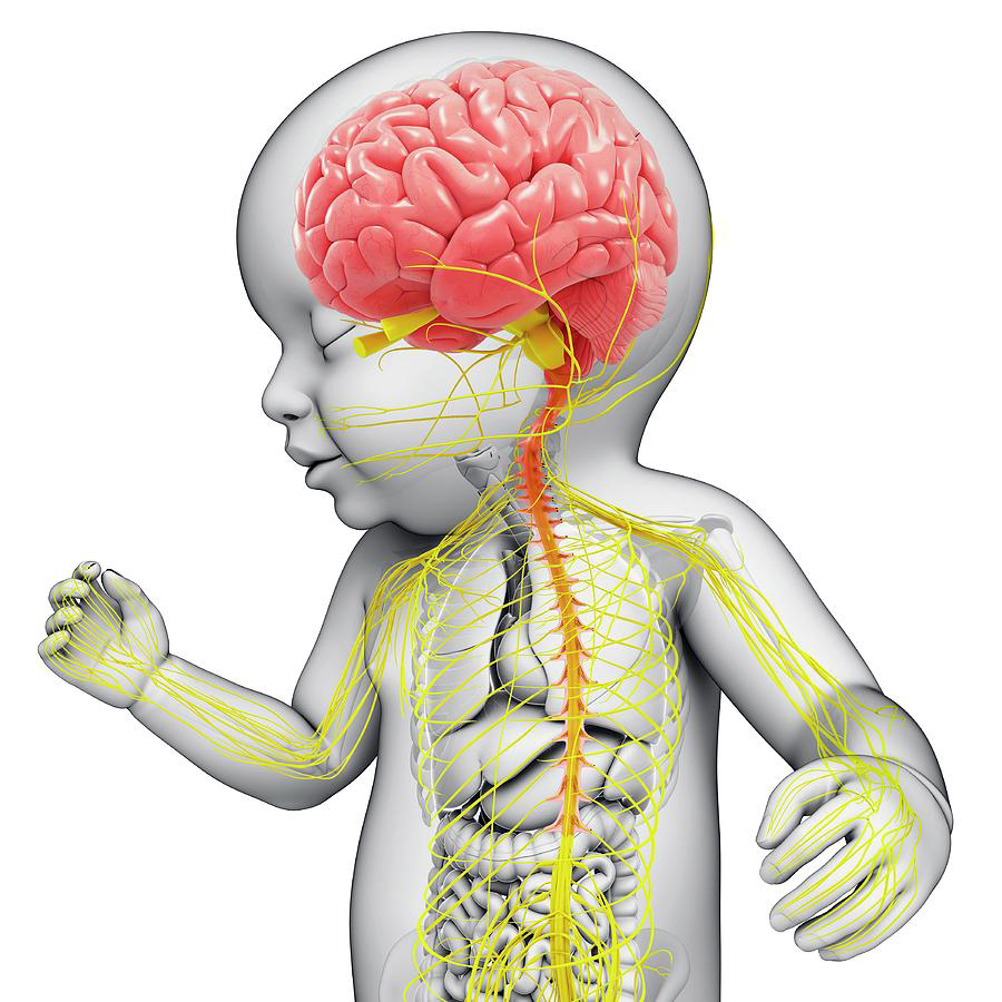 4-babys-brain-and-nervous-system-pixologicstudioscience-photo-library
